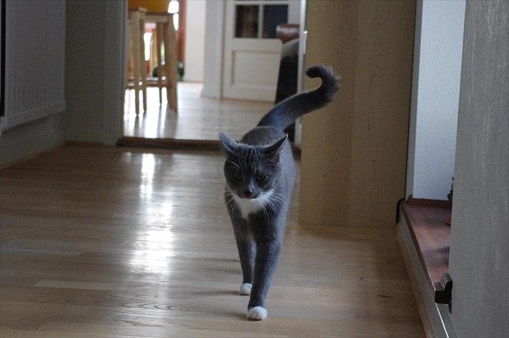 Huskat Møllerhusets Mille - Nurh lille pusling! <3 billede 14