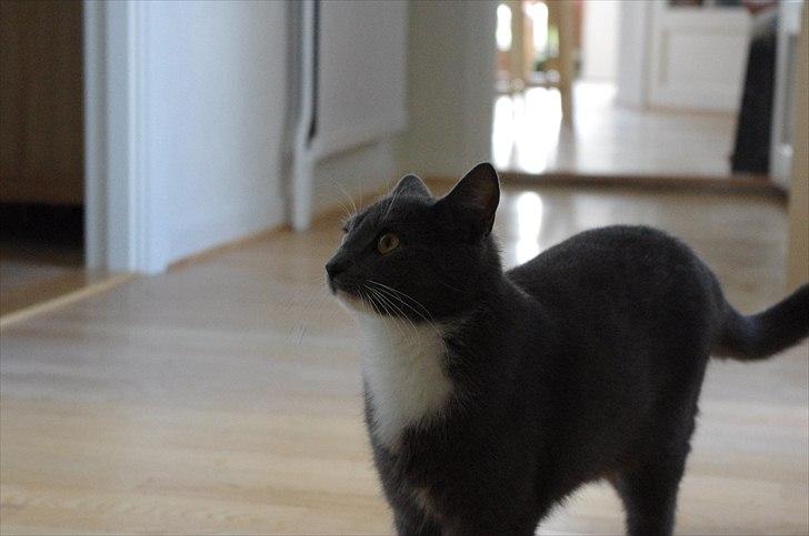 Huskat Møllerhusets Mille - Hun kigger lige på min bror haha XD billede 15