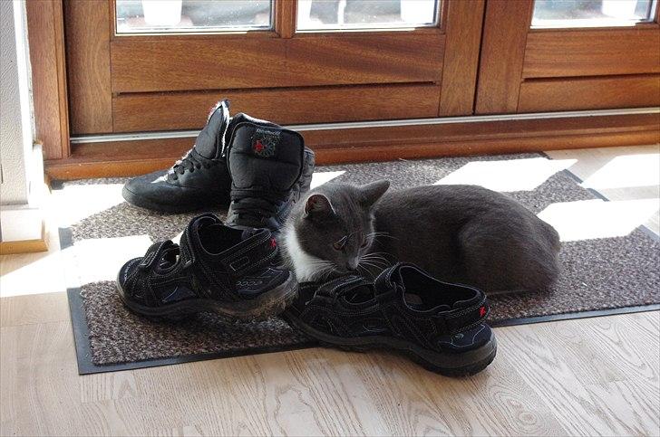 Huskat Møllerhusets Mille - Mille slapper lidt af mellem skoene XD billede 16