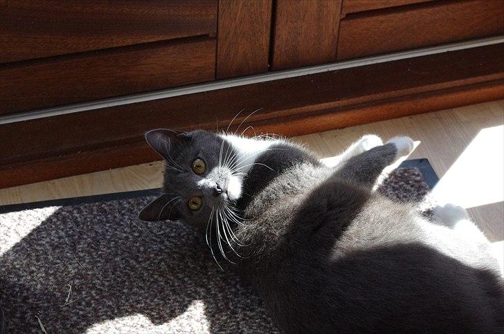 Huskat Møllerhusets Mille - Mille slapper af i solen ;* billede 17