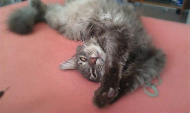 Blanding af racer Kenai billede 14