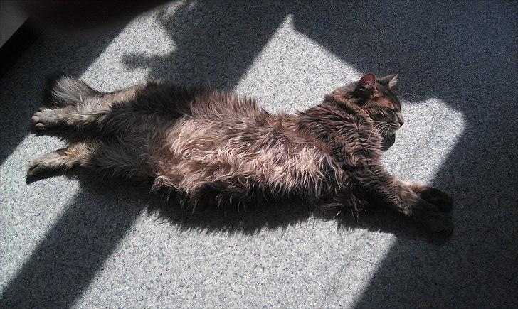 Blanding af racer Kenai billede 15