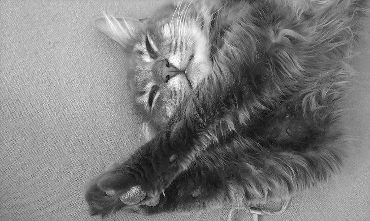 Blanding af racer Kenai billede 16