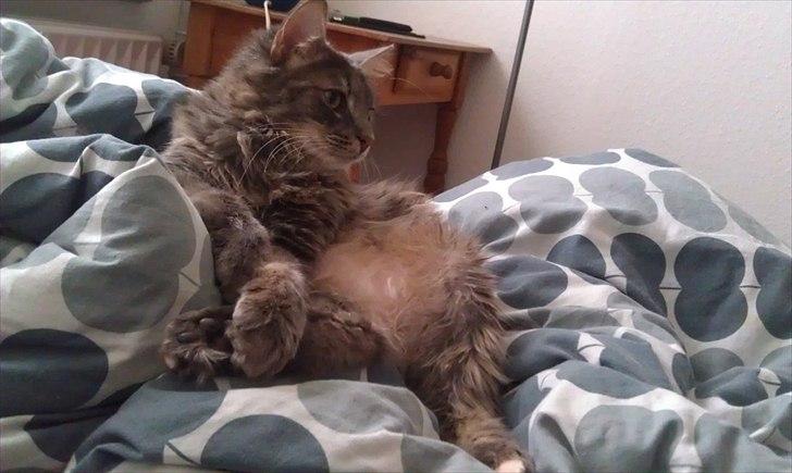 Blanding af racer Kenai billede 1