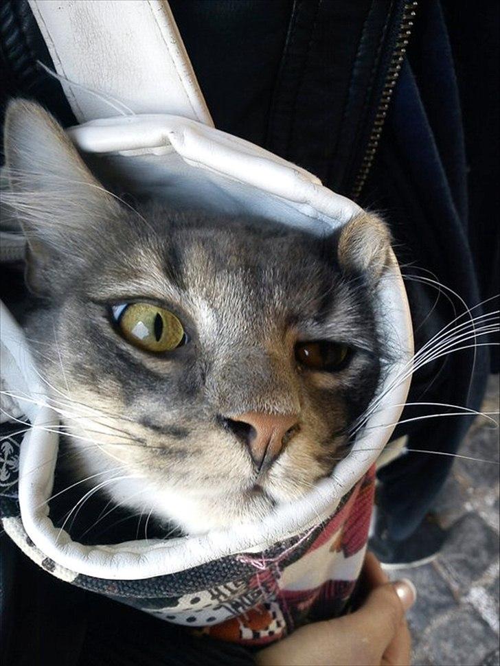 Blanding af racer Kenai - Kenai der ihærdigt prøver at komme ud af min/hans taske :) haha. billede 17