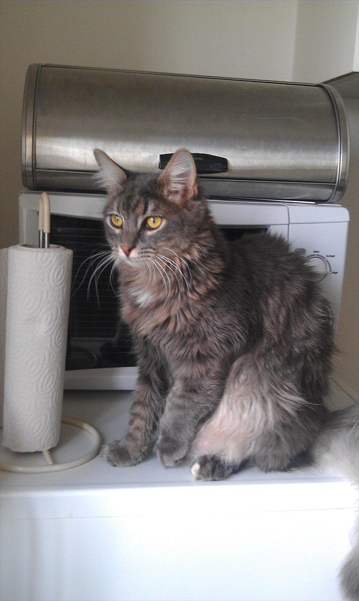 Blanding af racer Kenai billede 18