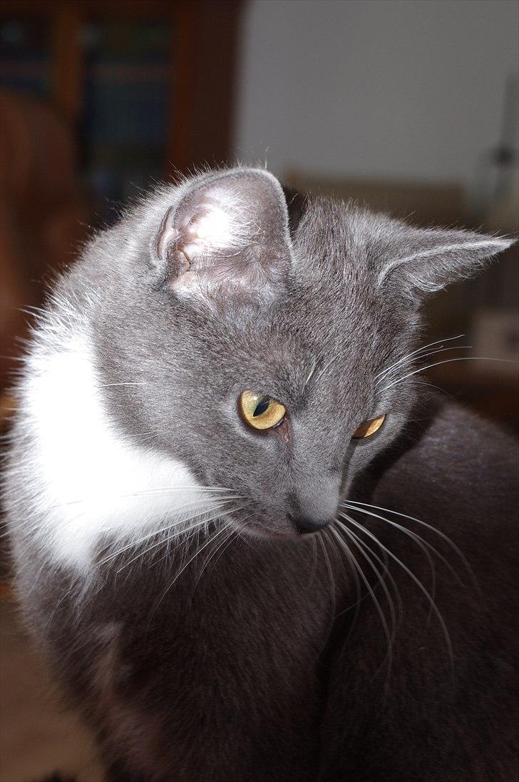 Huskat Møllerhusets Mille billede 18