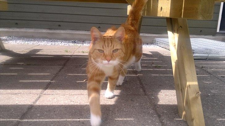 Huskat Herman 'Hermie' - Mors tigermis billede 13