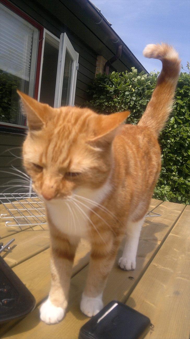 Huskat Herman 'Hermie' - HEJ MOAR! billede 14