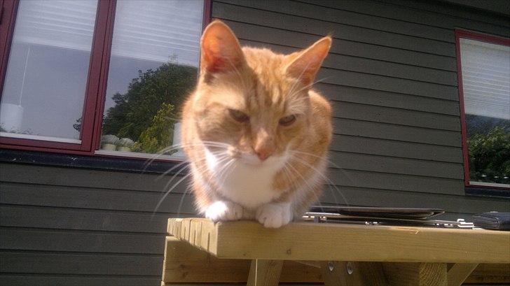 Huskat Herman 'Hermie' - Sidder lige her og kigger. billede 15