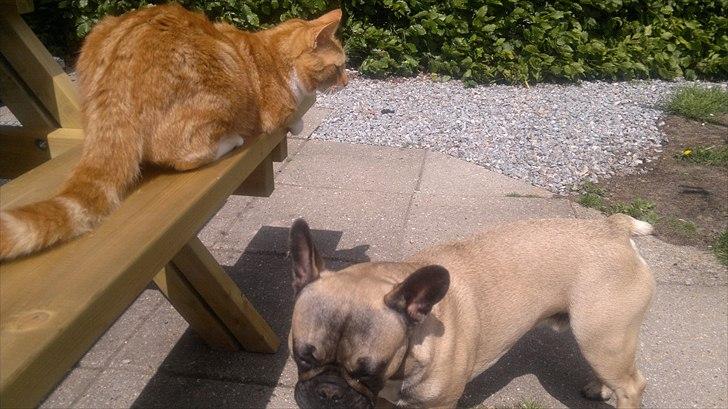 Huskat Herman 'Hermie' billede 16