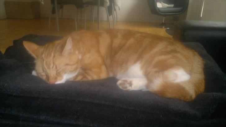 Huskat Herman 'Hermie' - ZZzzzZzzz billede 17