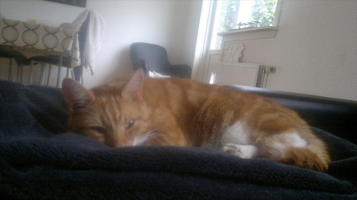 Huskat Herman 'Hermie' - Mor jeg gider ikke! billede 18