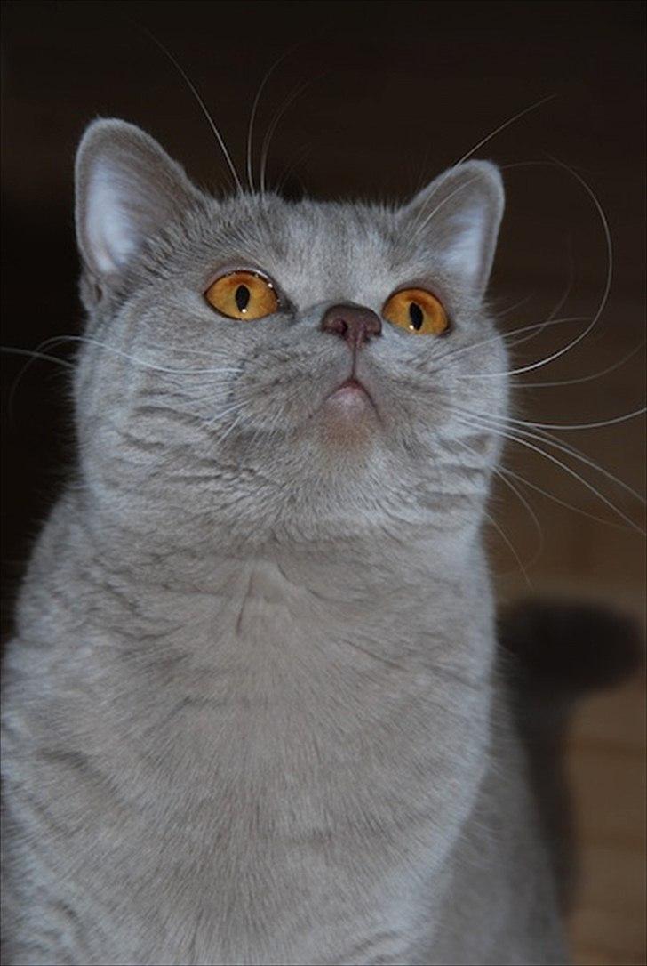 British Shorthair DK Northern Feline Alba V - Alba Viola 1 år gammel (: billede 7