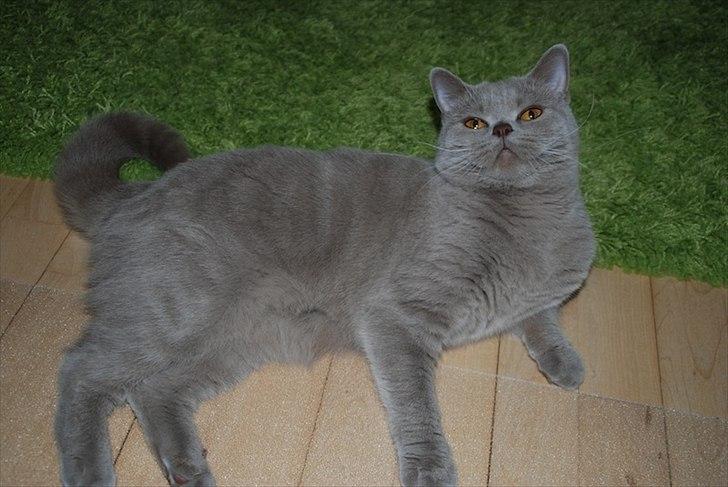 British Shorthair DK Northern Feline Alba V - Alba Viola 1 år gammel (: billede 8