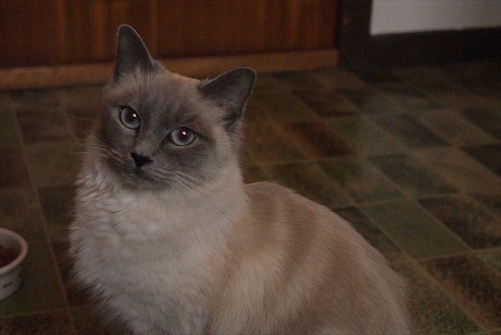 Hellig Birma Miss Malibu billede 10