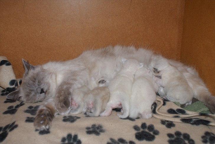 Hellig Birma Miss Malibu - Malibu med de 5 små killinger :)<3 billede 11