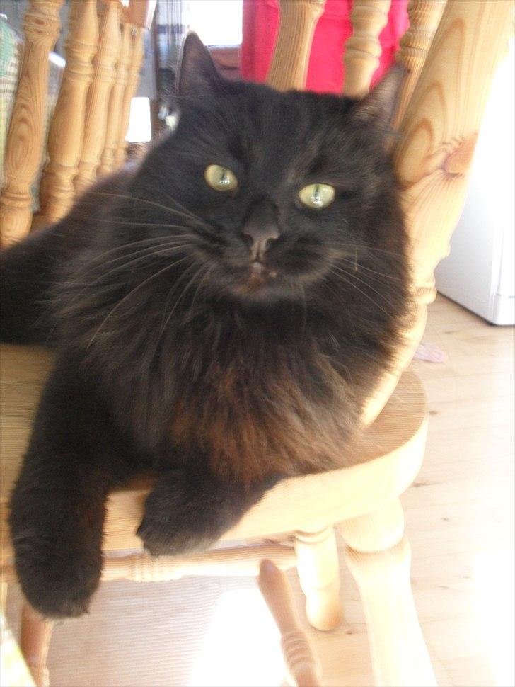 Blanding af racer Gajol billede 9