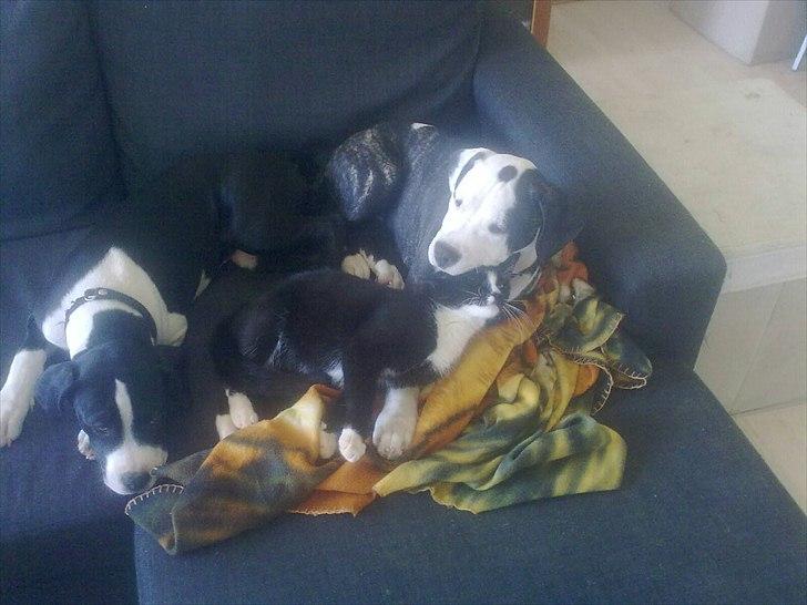 Blanding af racer Madsen - Mig og mine "vagt-hunde"......Jeg skal lige love for at de passer mig og mine killinger <3 billede 20