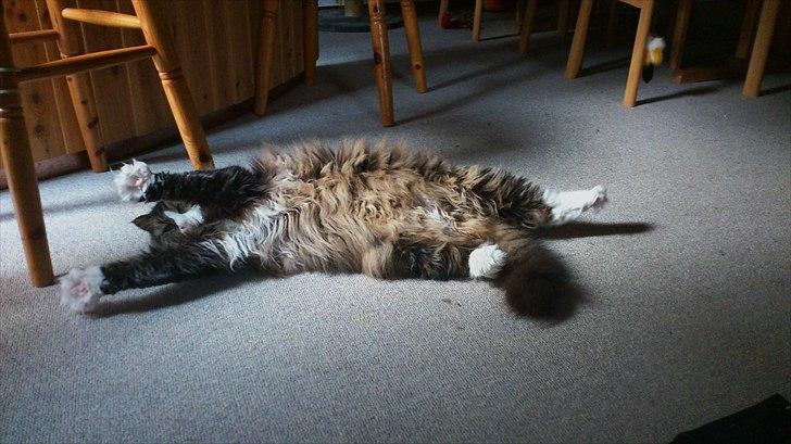 Blanding af racer Tay Son - ca 6 år og strækker sig lidt billede 14