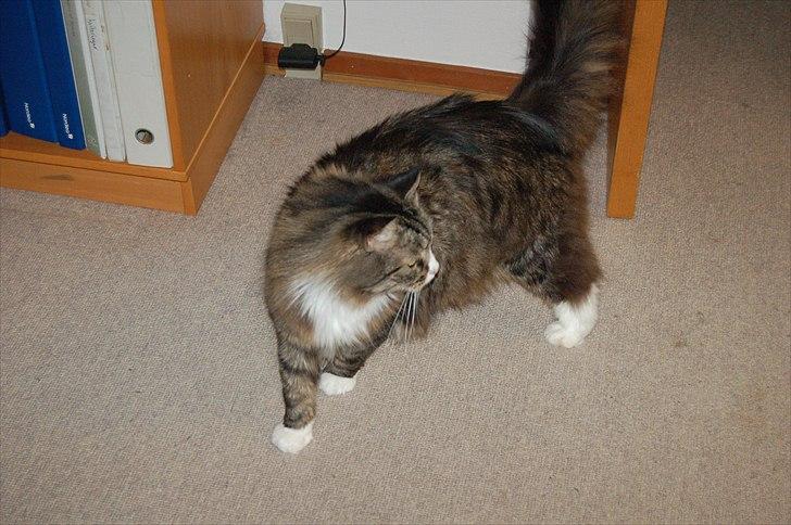 Blanding af racer Tay Son - En prægtig kat knap 6 år billede 15