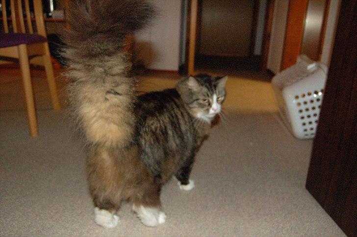 Blanding af racer Tay Son - en virkelig flot hale og bred ca 6 år billede 16