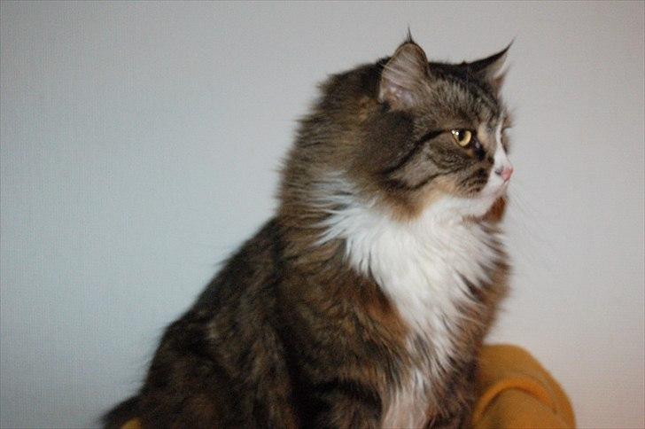 Blanding af racer Tay Son - En prætig kat at se på ca 6 år gammel billede 1