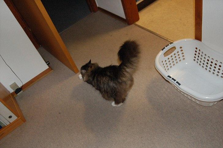 Blanding af racer Tay Son - ca 6 år og strækker sig lidt billede 17