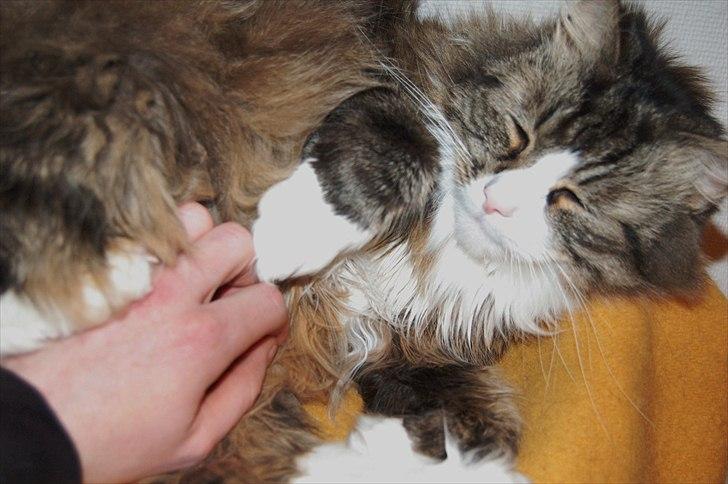 Blanding af racer Tay Son - Kvalitets tid ;) ca 6 år billede 18