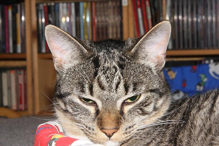 Huskat Freja - Jeg- en fotomodel billede 1