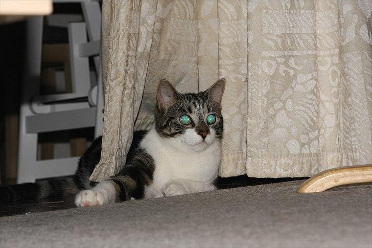 Huskat Freja - Gemmer mig billede 11