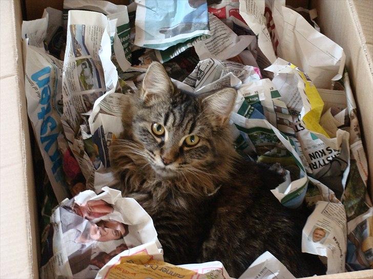 Maine Coon Cirkeline billede 1