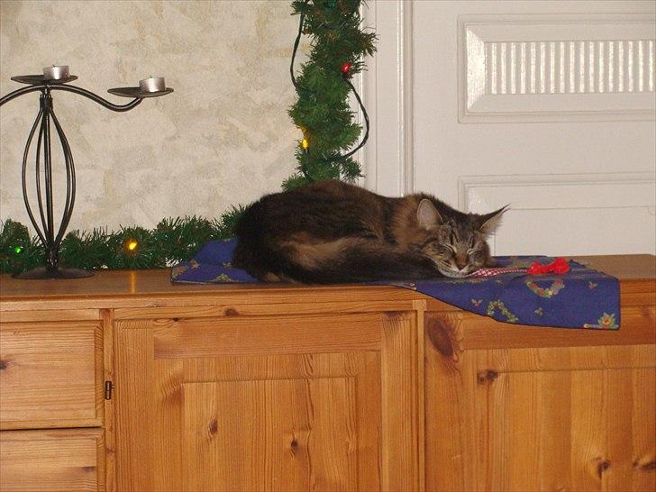 Maine Coon Cirkeline billede 2