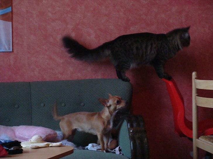 Maine Coon Cirkeline billede 3