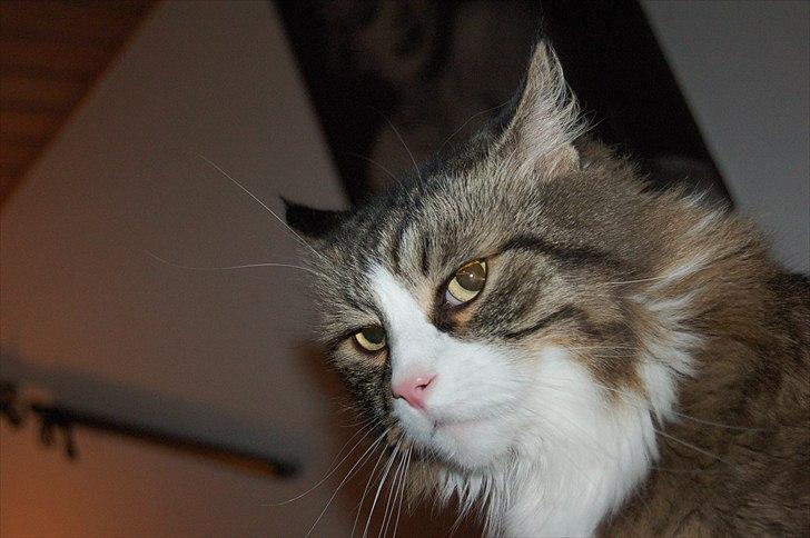 Blanding af racer Tay Son - En hård nyse ;) ca 6 år billede 19