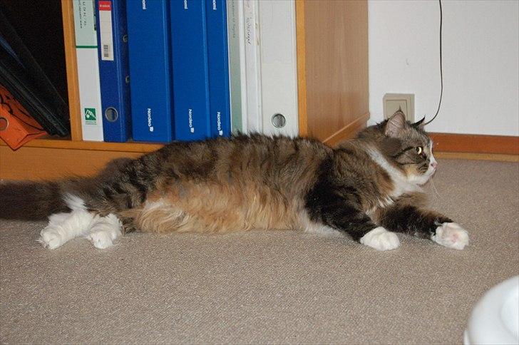 Blanding af racer Tay Son - Hvad laver far nu i køkkenet mmm jeg er sulten bliv nu færdig ;) billede 20