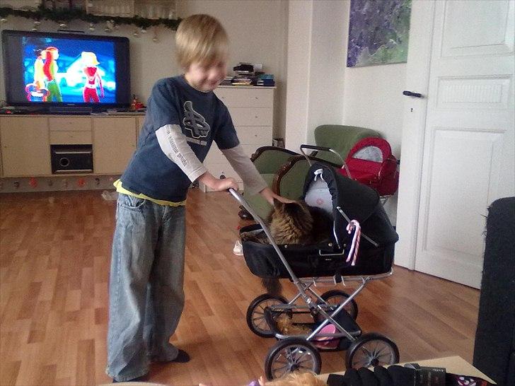 Maine Coon Cirkeline billede 4