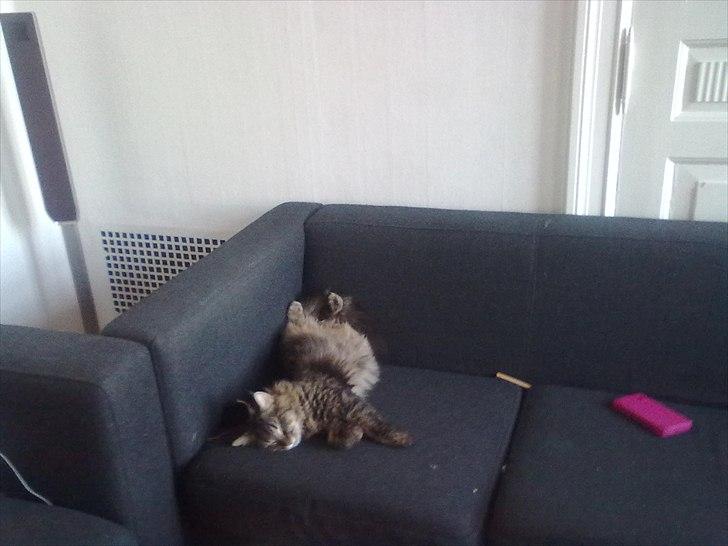 Maine Coon Cirkeline billede 5