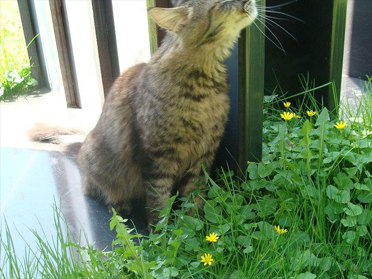 Maine Coon Cirkeline billede 6