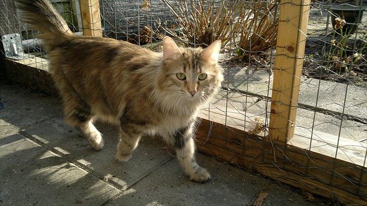 Norsk Skovkat Norhtown Cats Bella Donna billede 2