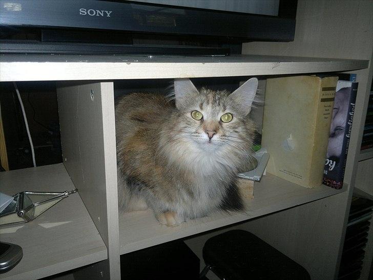 Norsk Skovkat Norhtown Cats Bella Donna billede 8