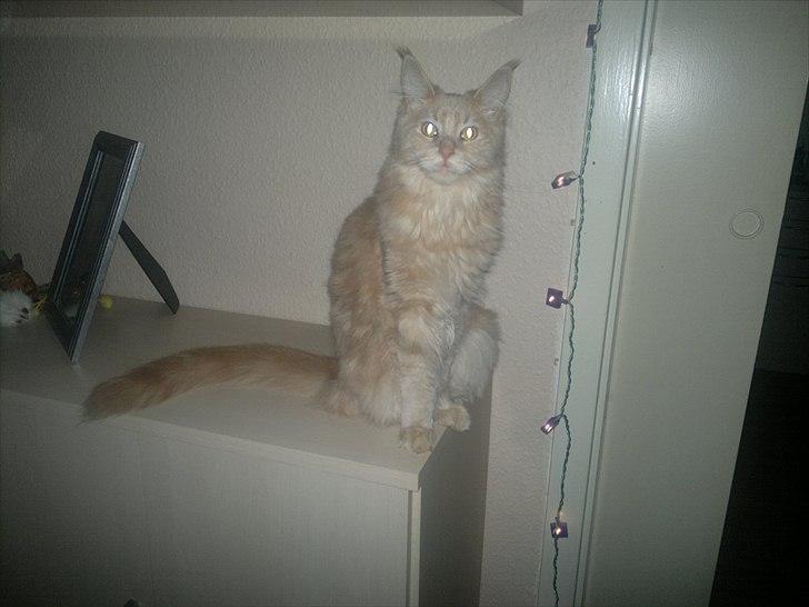 Maine Coon Bobby L Teddy Bear billede 9