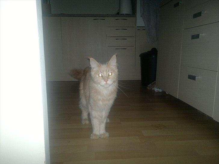 Maine Coon Bobby L Teddy Bear billede 10