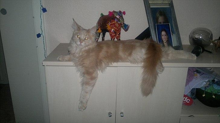 Maine Coon Bobby L Teddy Bear billede 11