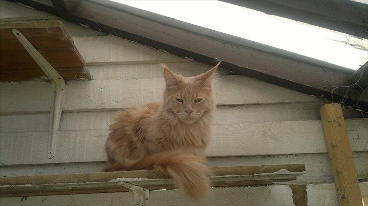Maine Coon Bobby L Teddy Bear billede 12