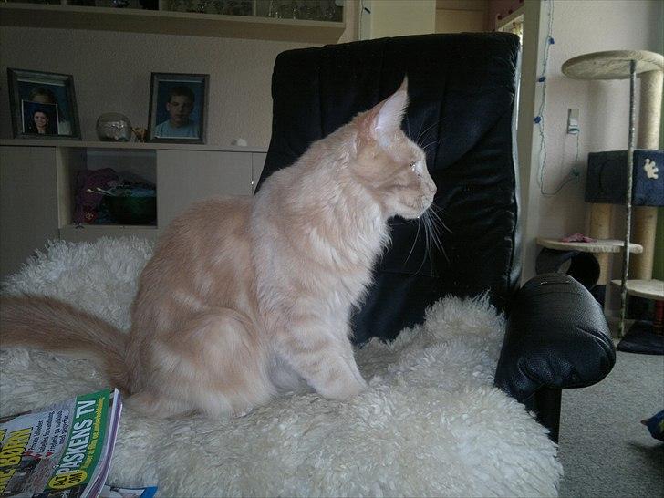 Maine Coon Bobby L Teddy Bear billede 13