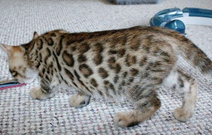 Bengal Miss Dior billede 1