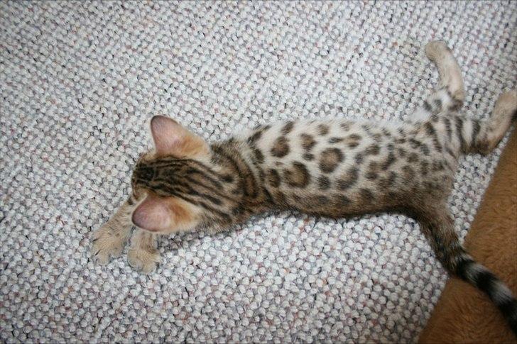 Bengal Miss Dior billede 2