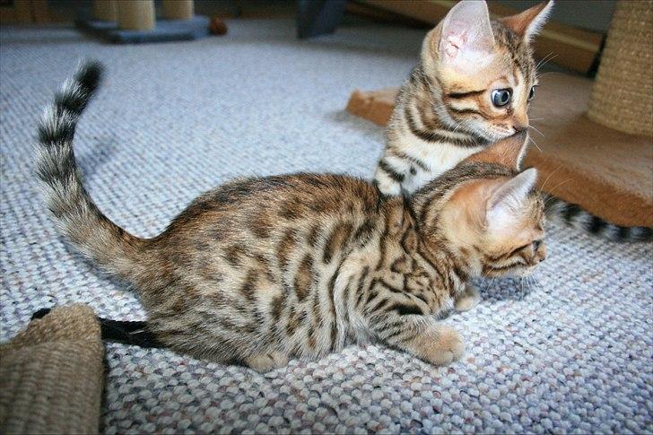 Bengal Miss Dior billede 3