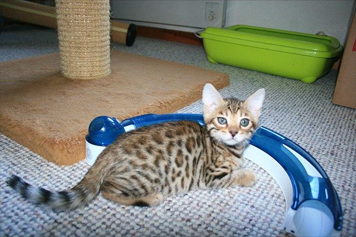 Bengal Miss Dior billede 5